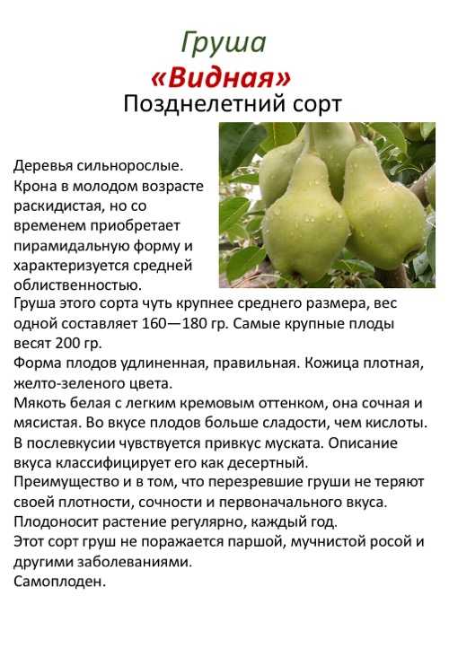 Описание сорта белорусская поздняя груша: фото