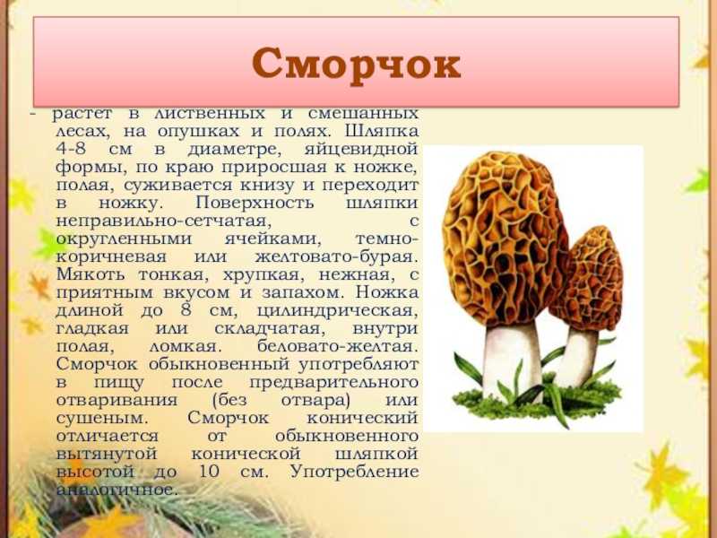 Любителю «тихой охоты» - 12 советов, как искать грибы сморчки