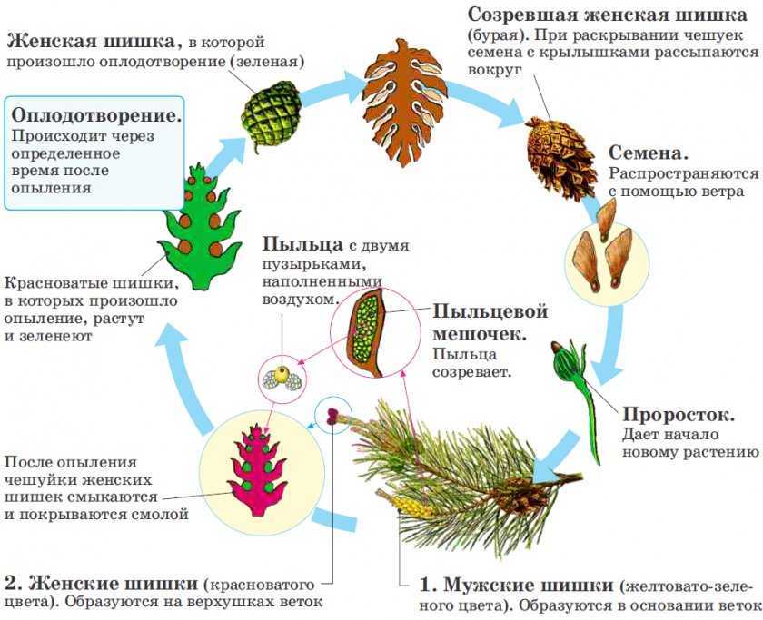 Размножение сосны: инструкции по выращиванию методами черенкования, прививки, посадка с помощью семян Особенности размножения различных видов сосны