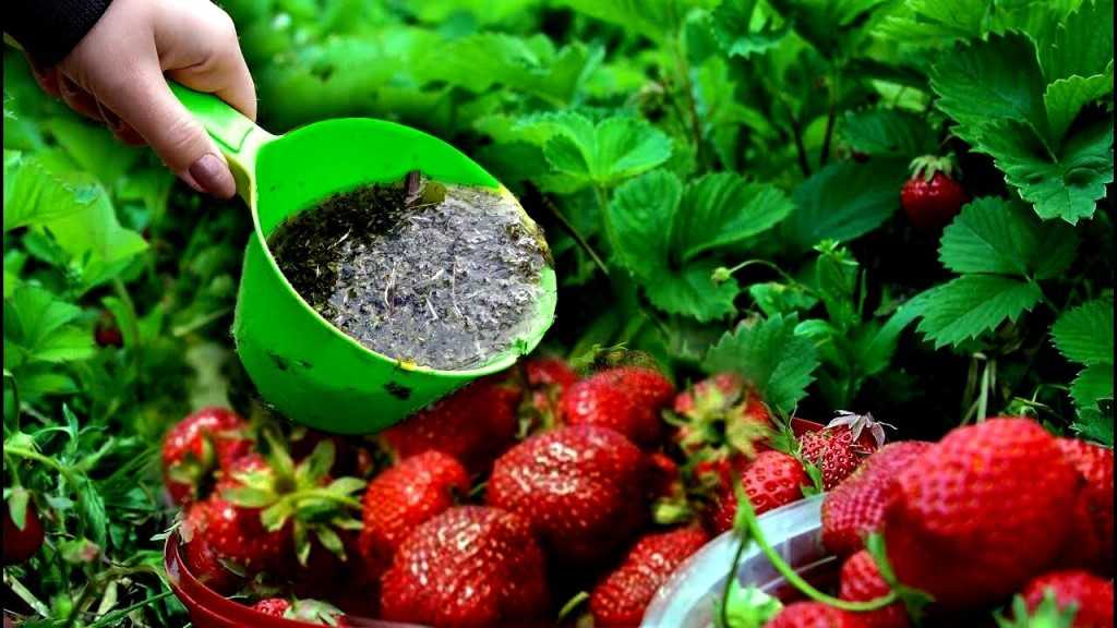 Фоторепортаж лучшее средство для клубники и других культур