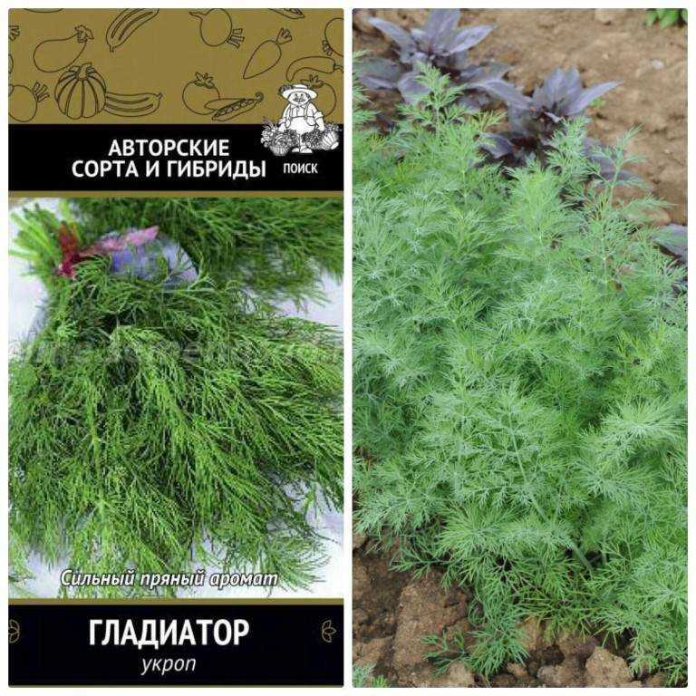 Кустовой укроп: популярные сорта с подробным описанием и фото, особенности выращивания зелени и отзывы