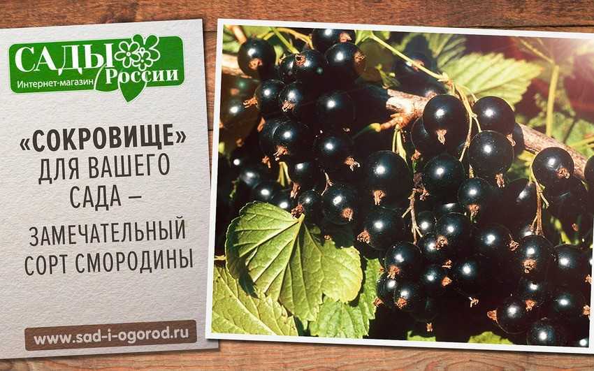 Ранний сладкий сорт чёрной смородины белорусская: описание и внешний вид сорта, фото