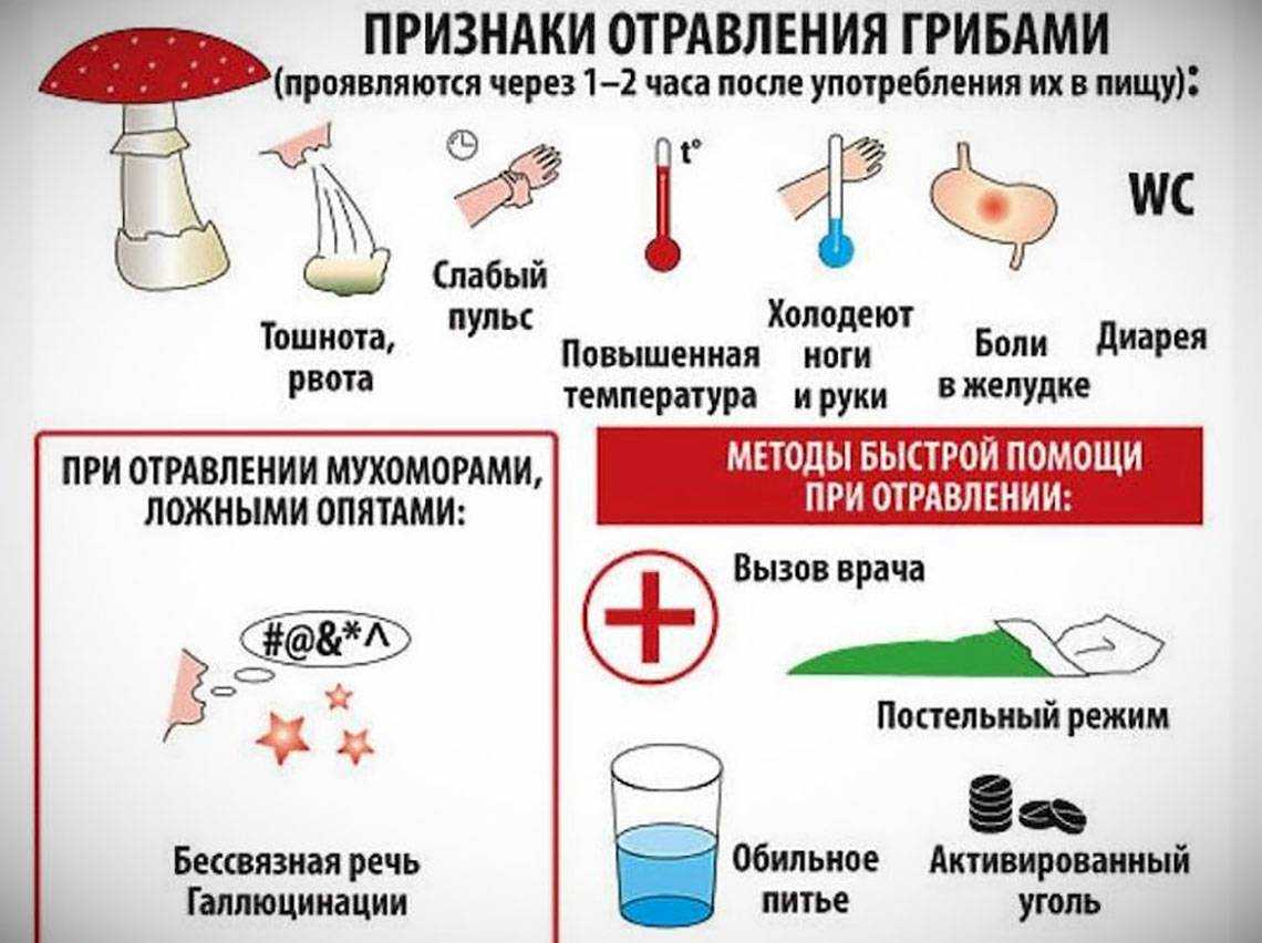 Как отличить опята от ложных опят и поганок: фото и описание    :: клео.ру
