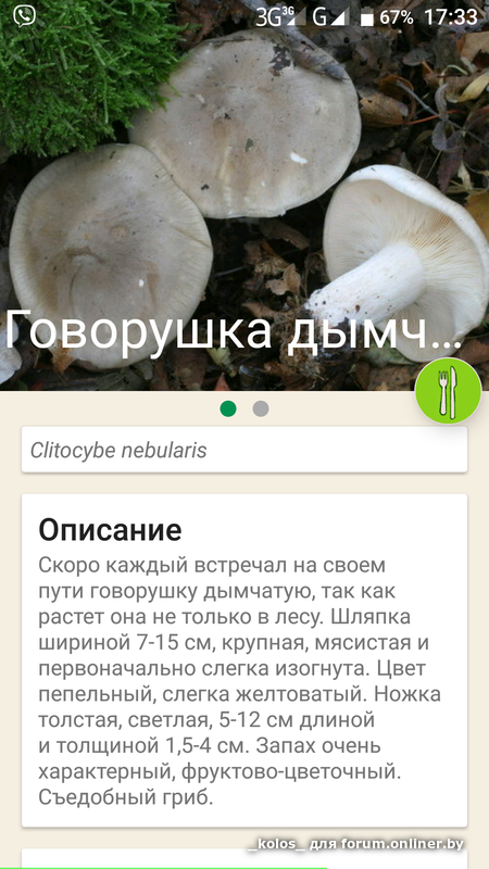 Чем отличаются съедобные говорушки от ложных грибов
