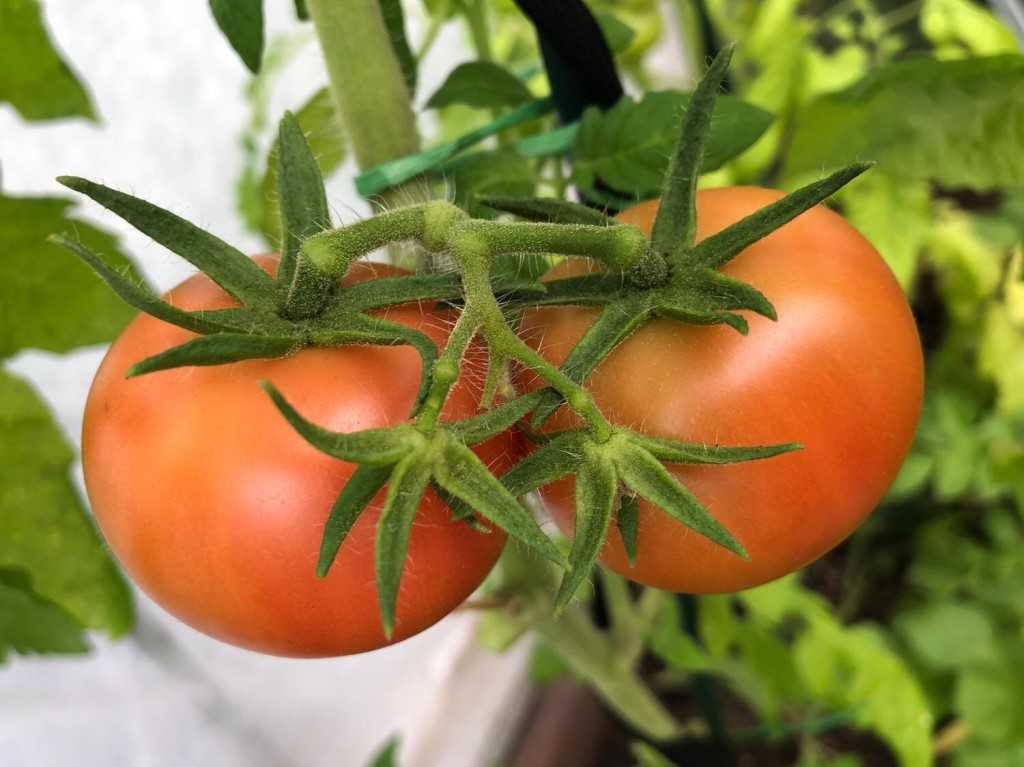 Томат герцогиня вкуса