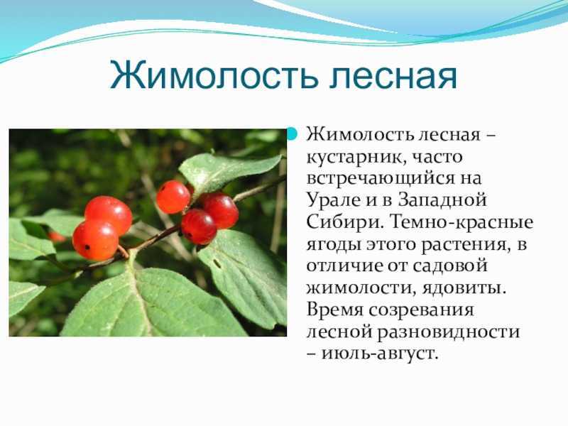 Выращивание жимолости – сорта, посадка и правила ухода