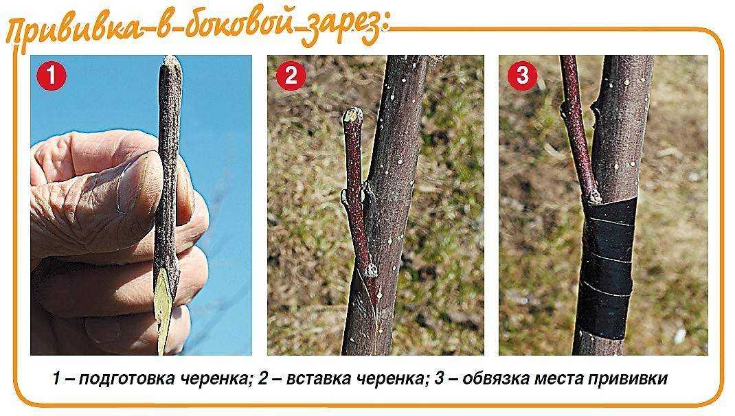 Шелковица: описание 3 популярных видов, выращивание в средней полосе, размножения и уход, полезные свойства (50+ фото & видео) +отзывы