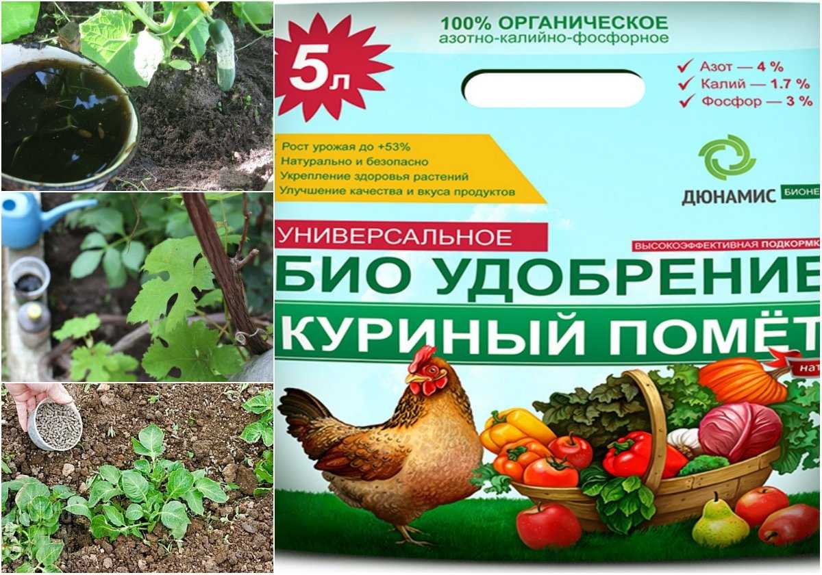 Куриный помет в качестве удобрения: особенности приготовления подкормки и отзывы садоводов