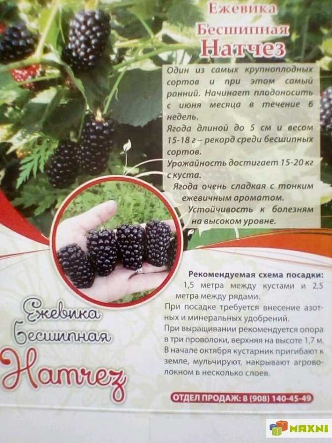 Ежевика торнфри - описание сорта, фото и отзывы, выращивание и уход, формирование куста