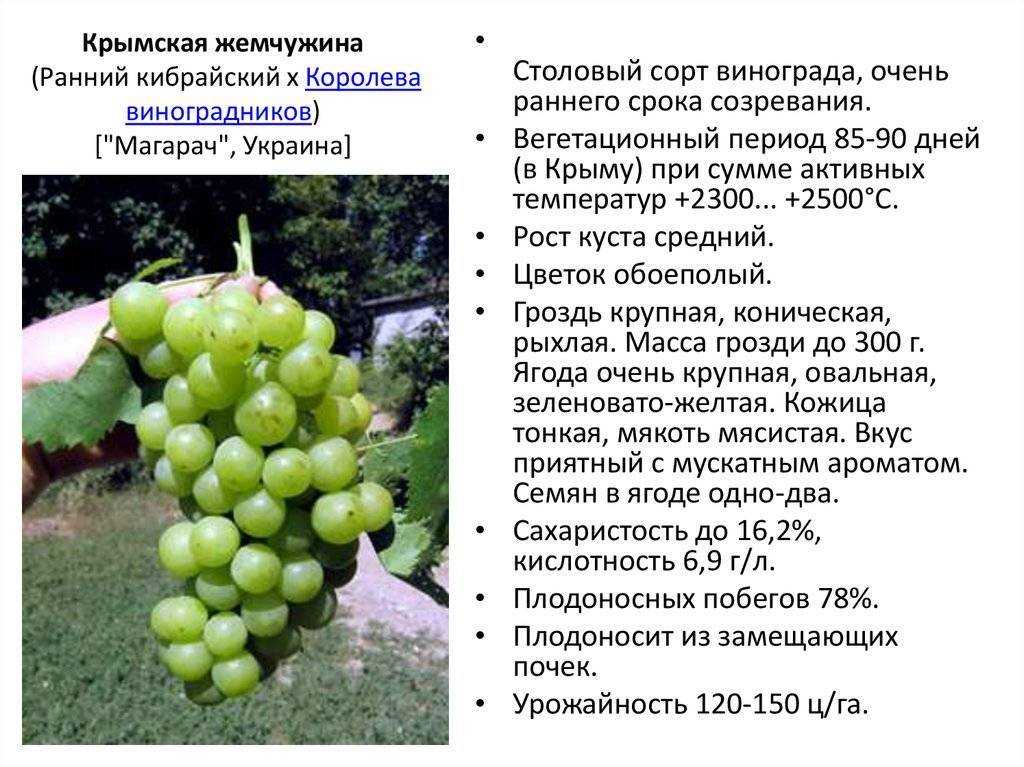 Виноград Ласточка: история создания, характеристика и фото сорта, достоинства и недостатки Рекомендации по выращиванию, особенности ухода