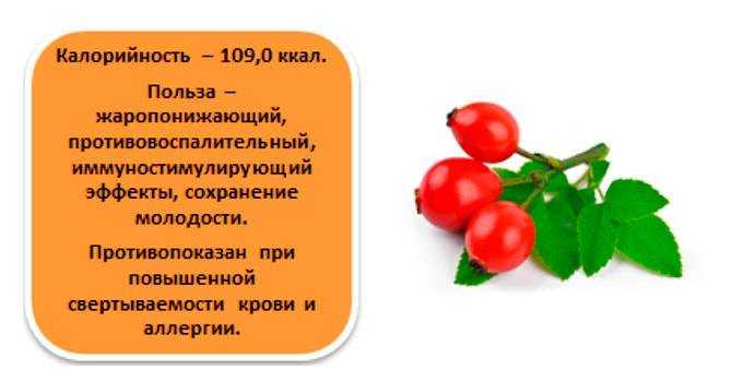 Шиповник – лечебные свойства, противопоказания, применение и рецепты
