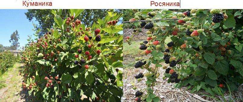 Ежемалина: уход осенью подготовка к зиме