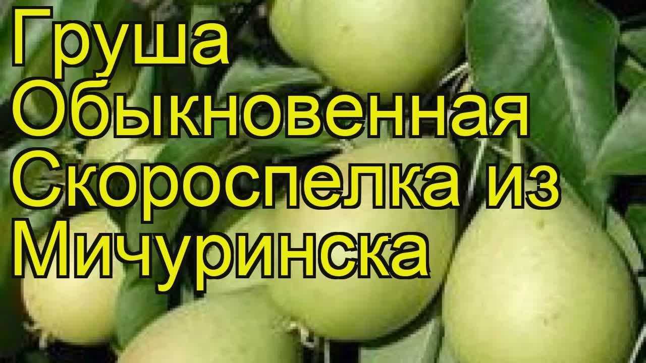 Груша скороспелка из мичуринска: описание сорта, фото, отзывы