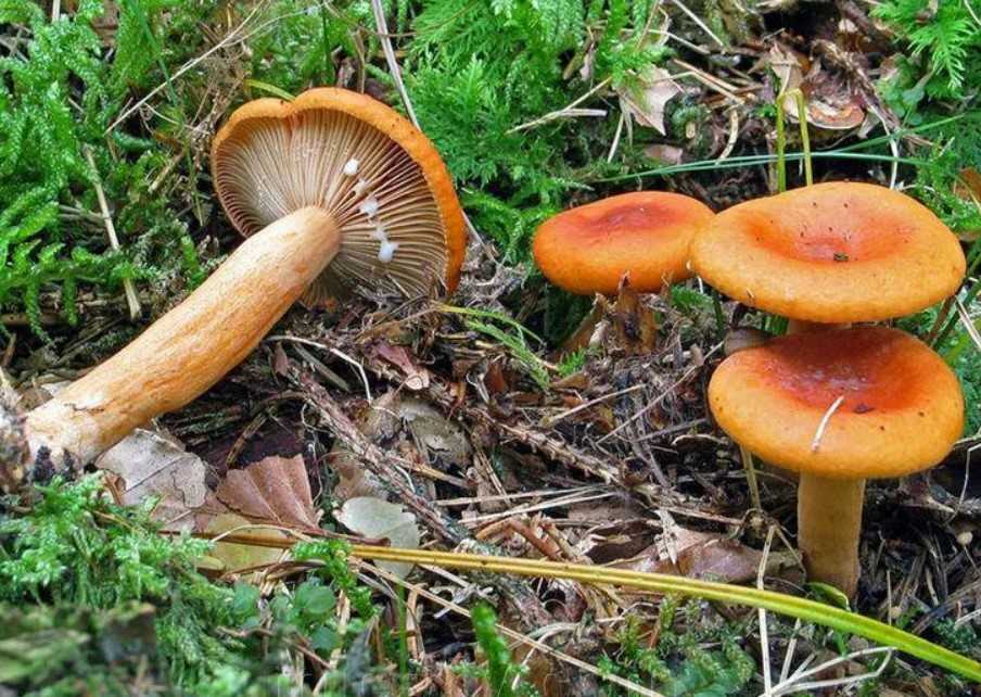 Ложные рыжики: описание, фото и отличия от настоящих грибов