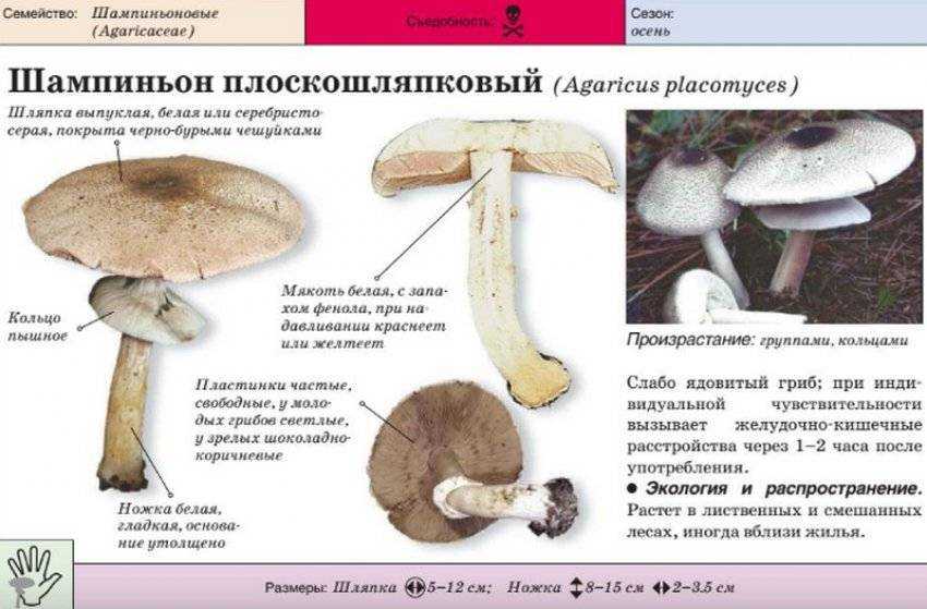 Ложный шампиньон: описание ядовитого двойника