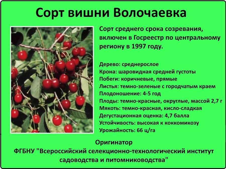 Вишня морозовка: описание и характеристика сорта, достоинства и недостатки, особенности посадки и ухода + фото и отзывы