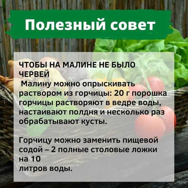 Абрикос колоновидный: лучшие сорта с фото, посадка и уход