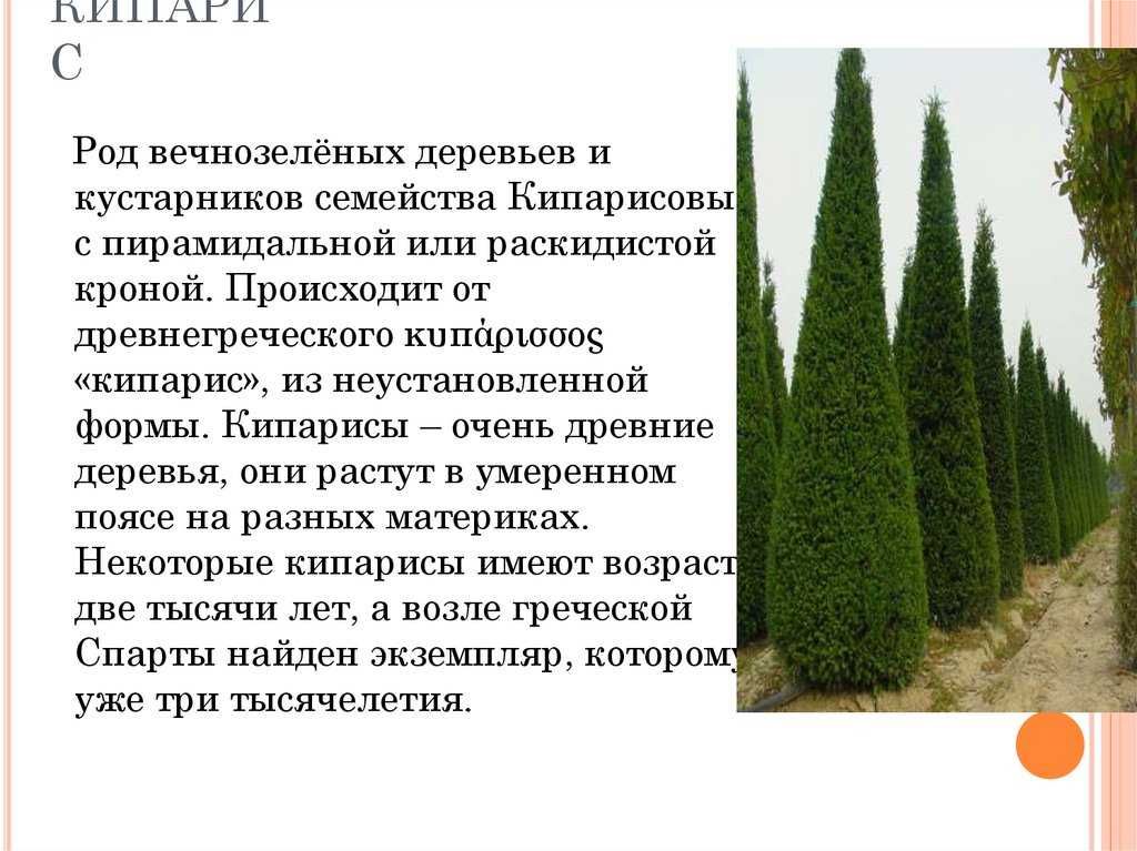 Кипарис — стильное украшение сада