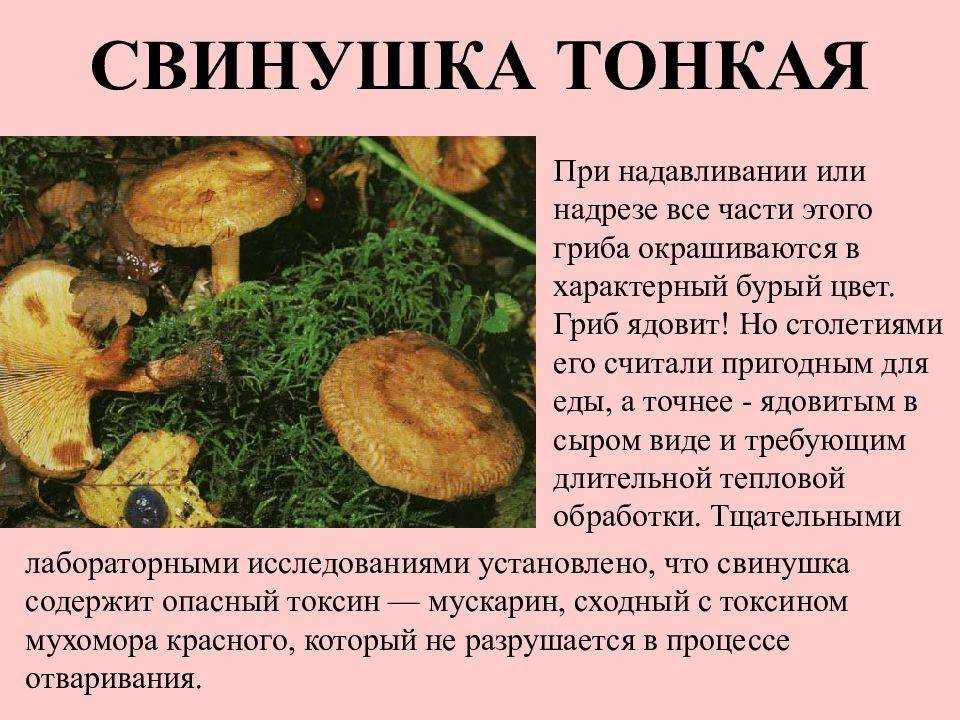 Свинушка уховидная: описание, съедобная или нет, где растет