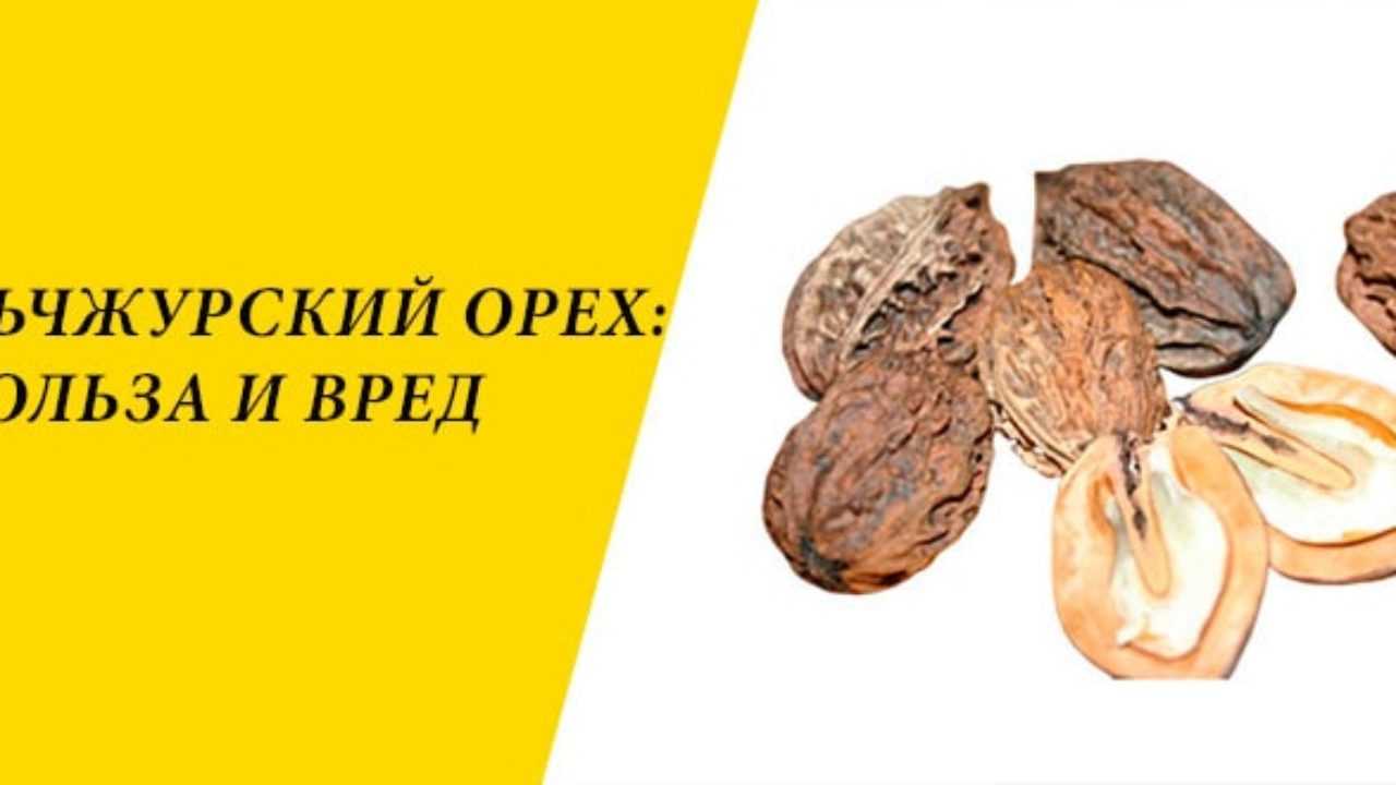 Маньчжурский орех: польза, вред, лечебные свойства, рецепты, посадка и уход