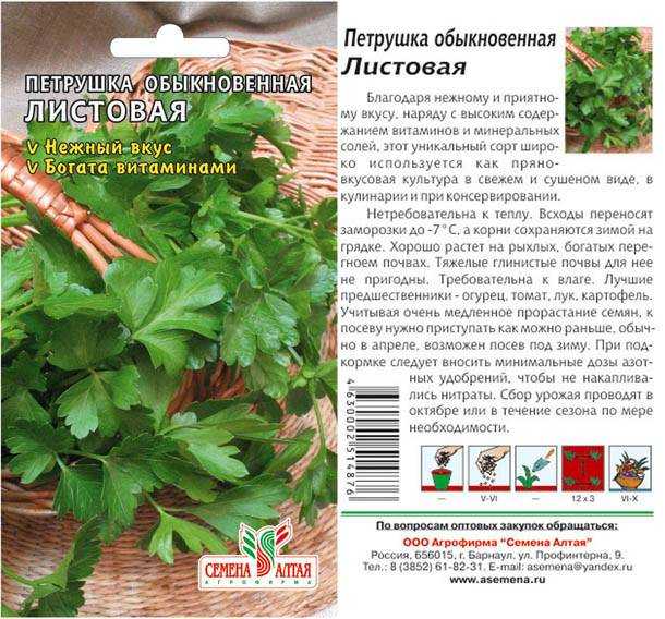 Петрушка огородная, или кудрявая. посадка, выращивание и уход. полезные свойства. фото — ботаничка