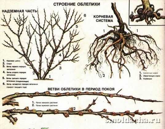 Облепиха: посадка и уход в саду, размножение, обрезка, сорта, фото