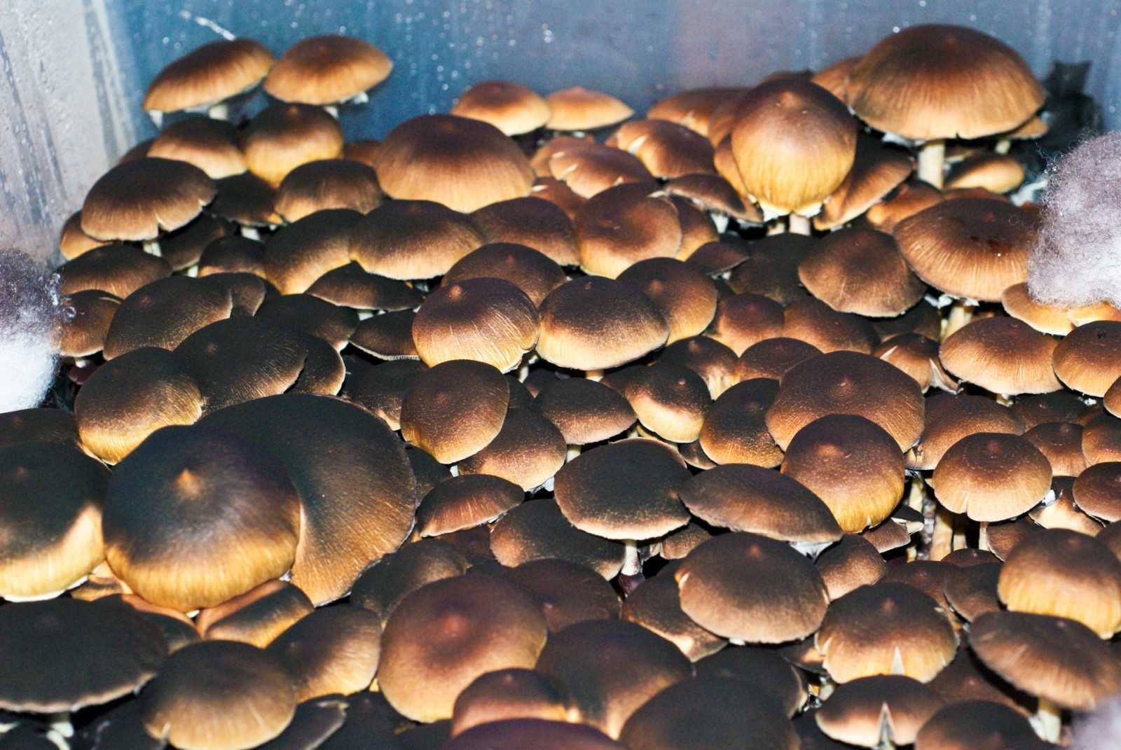 Псилоцибе кубенсис (псилоцибе кубинская, сан-исидро, psilocybe cubensis): как выглядят грибы, где и как растут, съедобны или нет