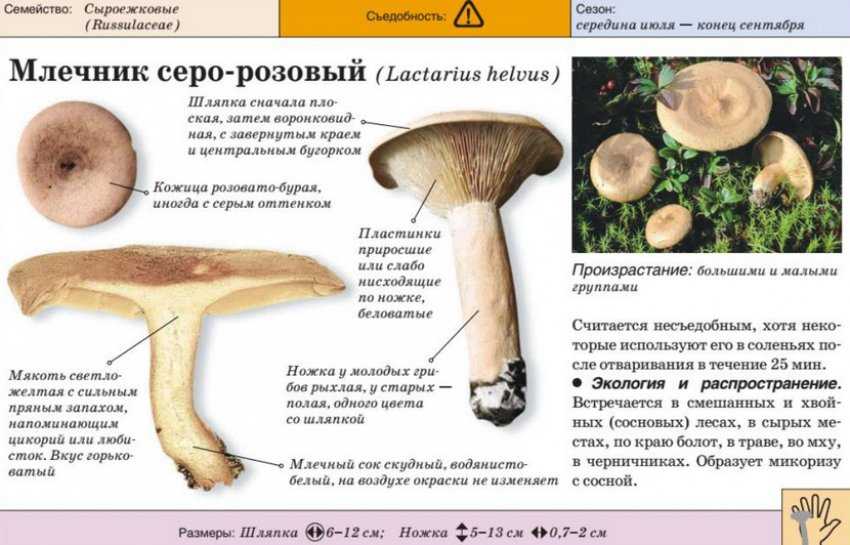 Рыжики (грибы) – описание, фото, виды, съедобность, как готовить