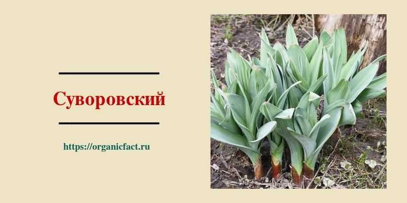 Съедобен или нет суворовский лук анзур