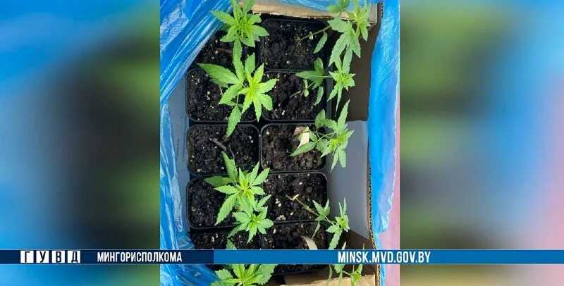 Томат черномор: описание и характеристики сорта, фото, правила выращивания, отзывы