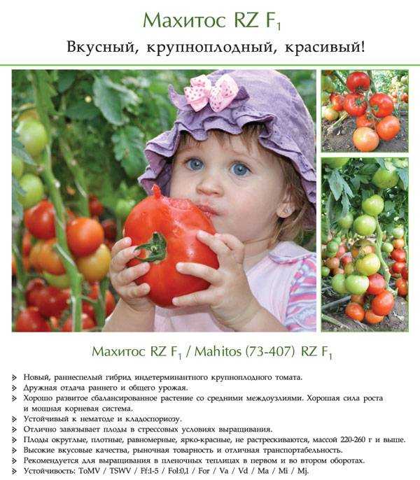 Томат махитос: описание и характеристика, отзывы (19), фото