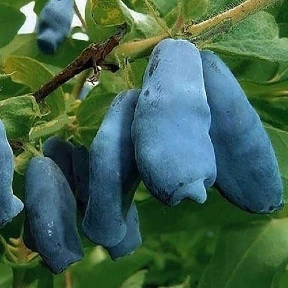 8 самых крупных и вкусных сортов жимолости с фото и описаниями