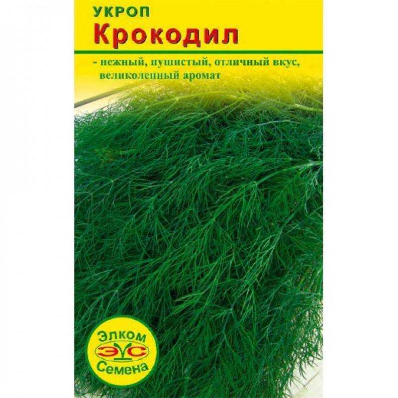 Укроп «аллигатор» — плюсы и минусы сорта, необходимый уход