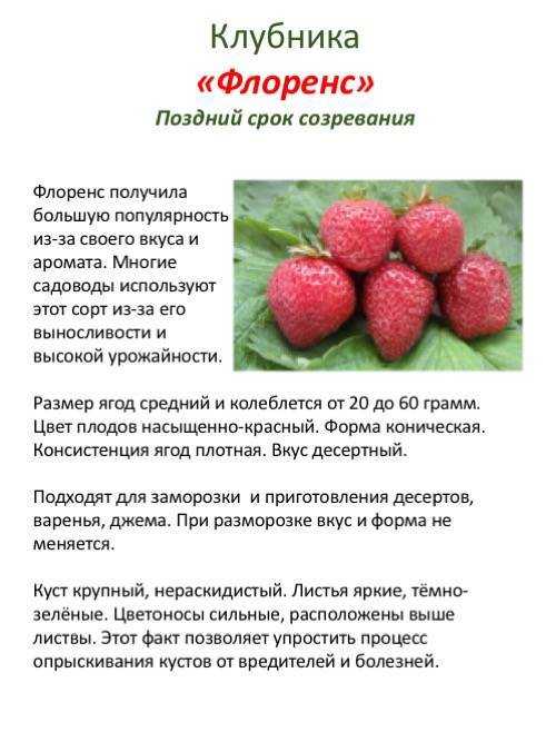 Описание сорта клубники зефир — как поднять урожайность