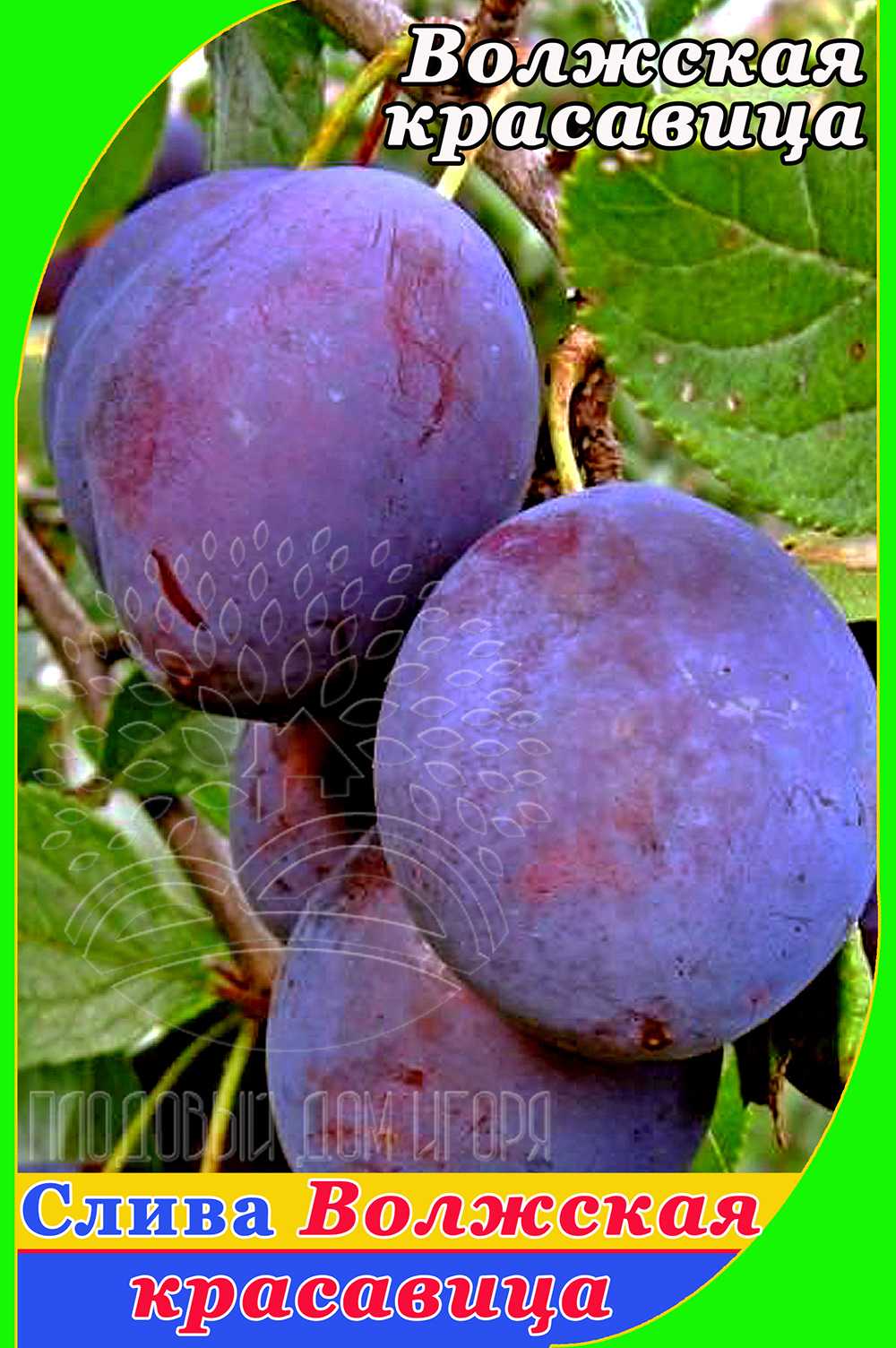 Слива волжская красавица - осень - слива - плодовые