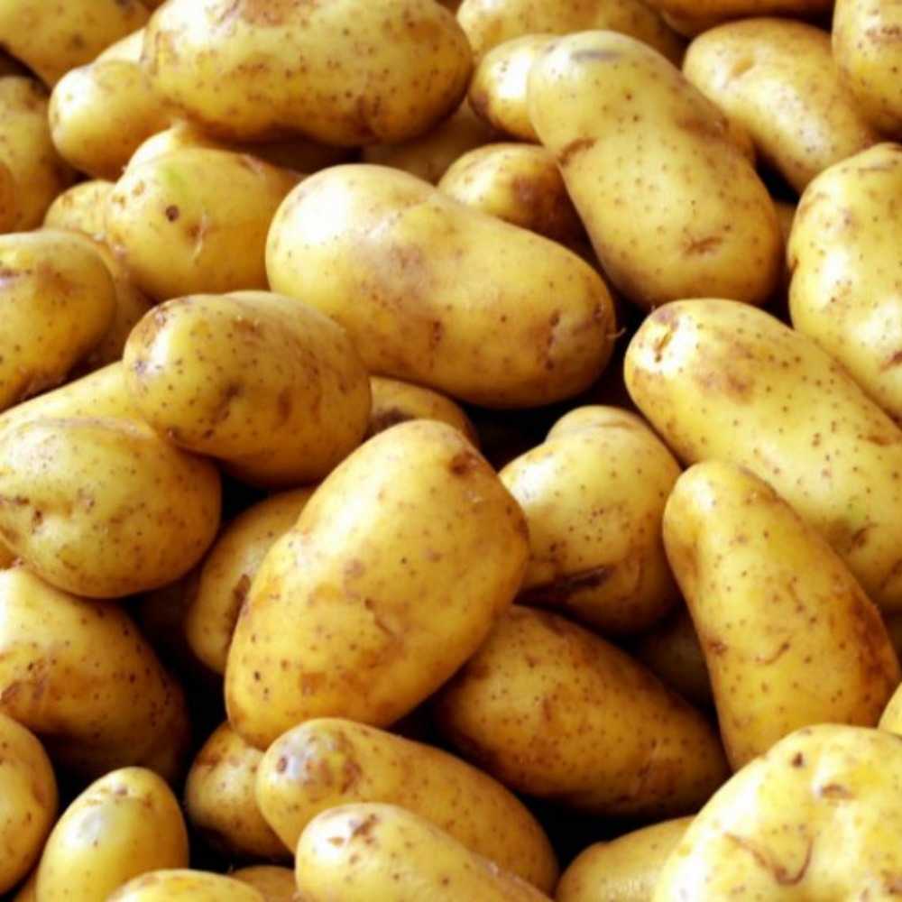 Сорт картофеля зорачка: характеристика, отзывы
