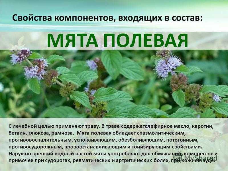 Посадка мяты и уход в открытом грунте