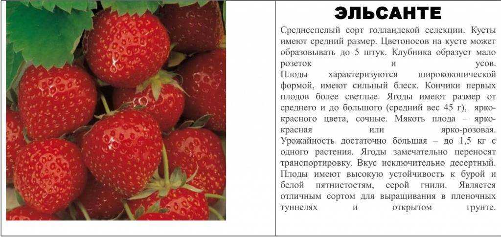 Описание и характеристики сорта клубники первоклассница, посадка и уход