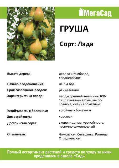 Груша "лада": описание сорта, фото, отзывы, посадка и уход
