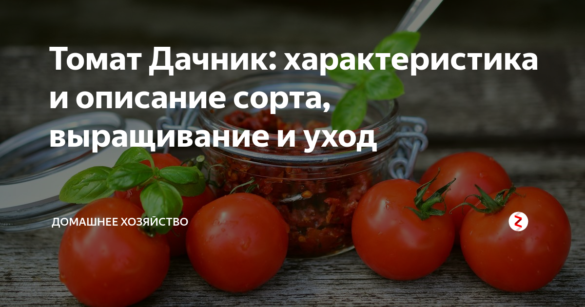 Томат "дачник": характеристика и описание сорта