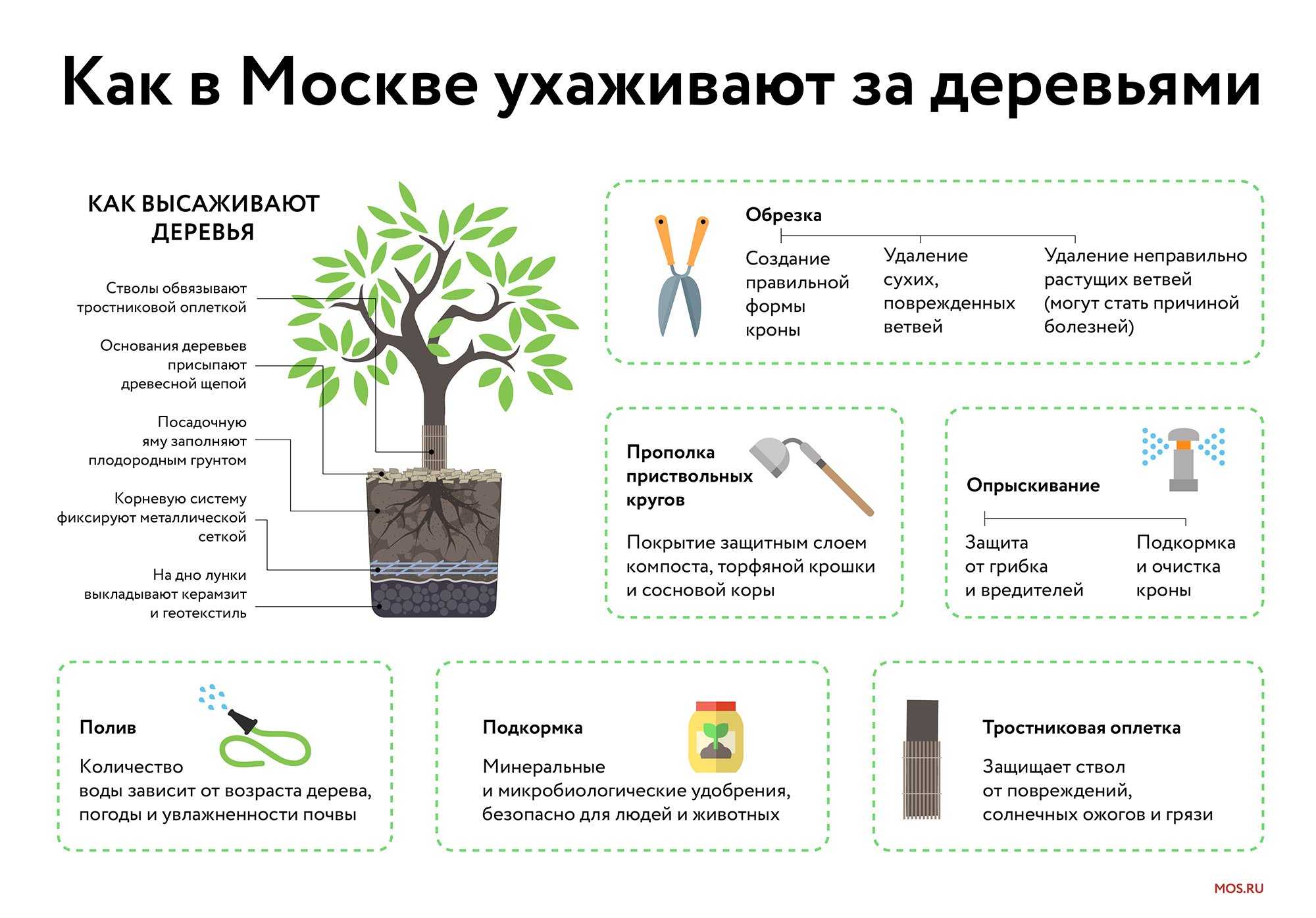 Полив плодовых деревьев весной и летом: когда и как поливать?