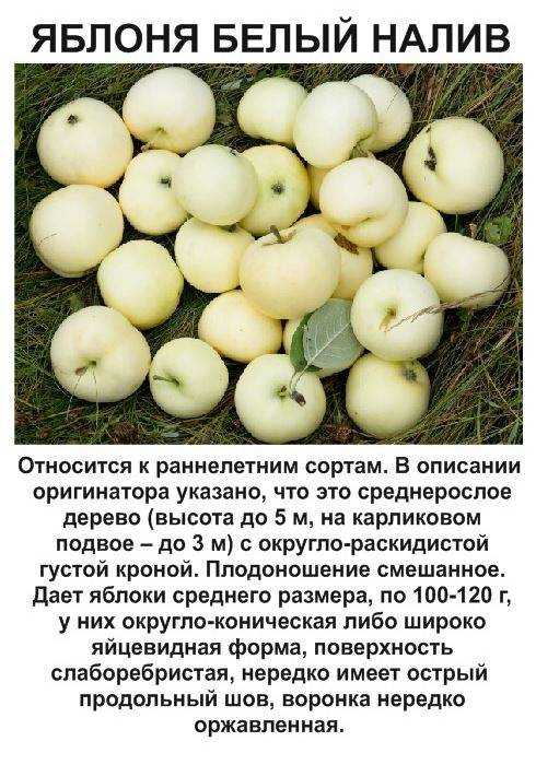 Яблоки белый налив: описание и фото, урожайность сорта и особенности выращивания, внесение удобрений, правила прививания, болезни и вредители дерева