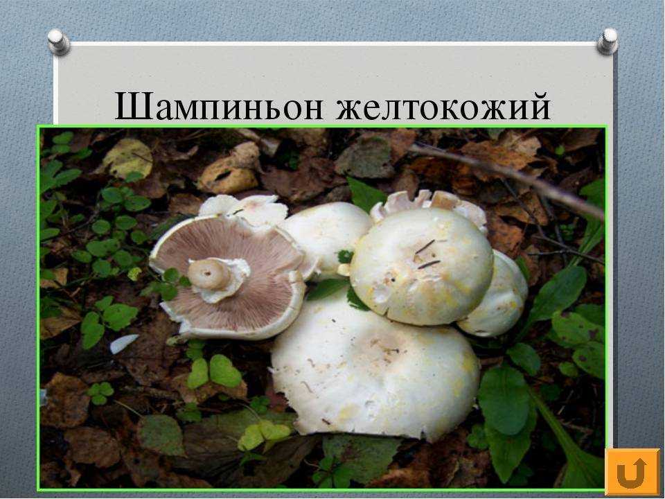 Шампиньон желтокожий (рыжеющий): как выглядит, где растет, съедобность, как отличить — викигриб
