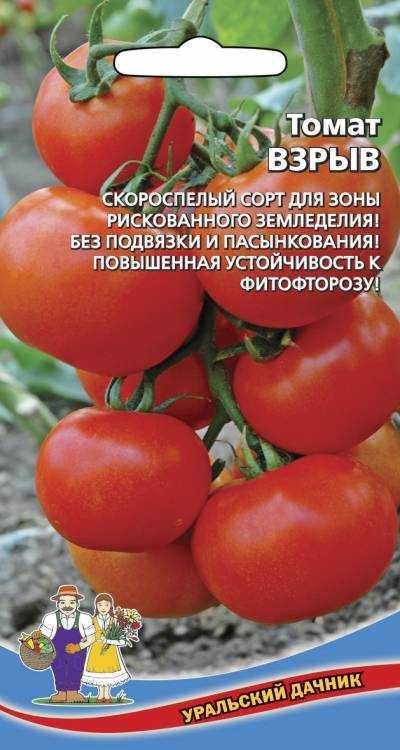 Сорт томата взрыв: характеристика и особенности посадки