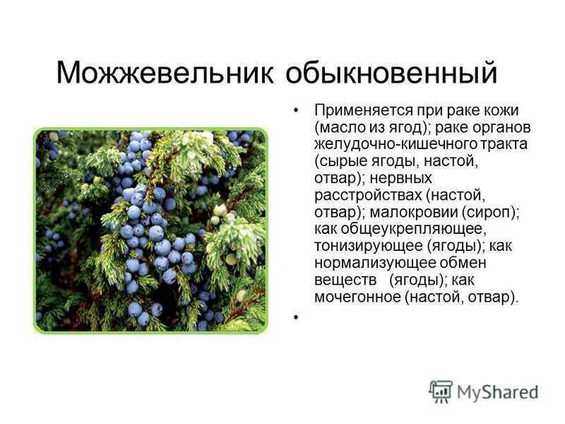 Виды можжевельника