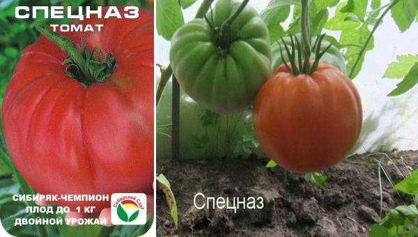 Томат спецназ: описание сорта, урожайность и характеристики с фото