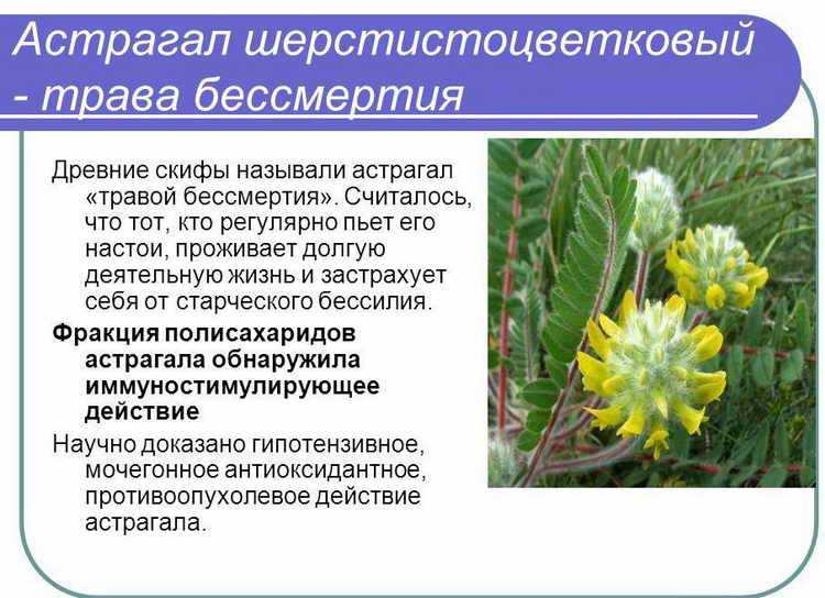 Лечебные свойства и применение астрагала в народной медицине Описание и характеристики лечебной травы, ее химический состав и основные разновидности Отзывы врачей
