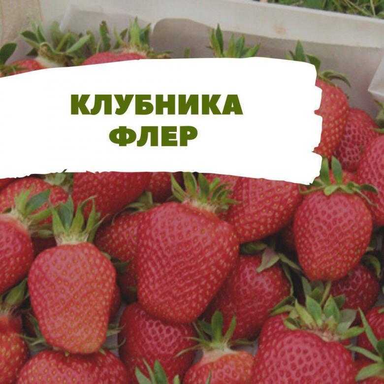 Клубника сорт флер - описание, посадка, уход, отзывы