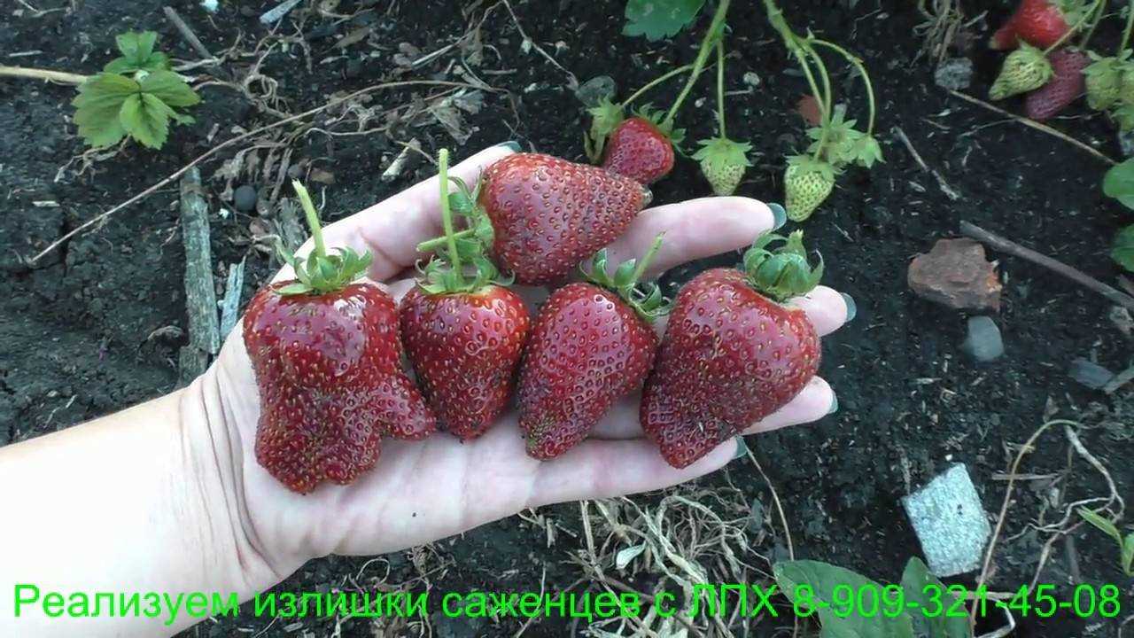 Сорт клубники сирия: характеристики, выращивание