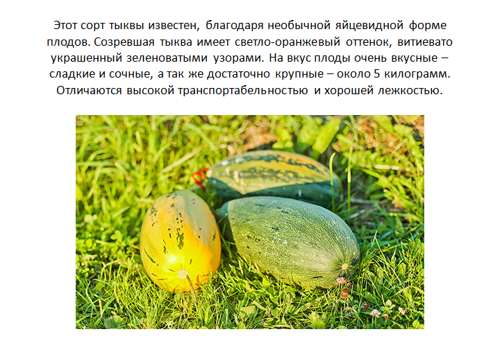Какую тыкву лучше посадить